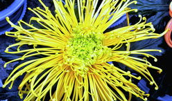 国产精品菊,传承匠心，绽放东方之美