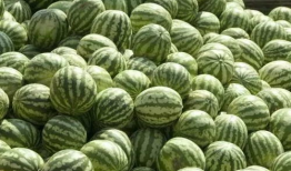 吃瓜爆料源头追踪是真的吗,真相与谣言的较量