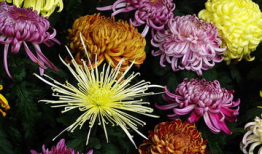 国产精品菊,传承匠心，绽放东方之美