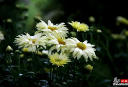 国产精品菊,传承匠心，绽放东方之美