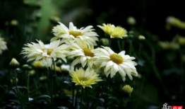 国产精品菊,传承匠心，绽放东方之美